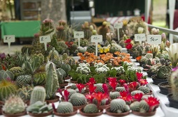 Parada plantelor ornamentale la Târgu Secuiesc