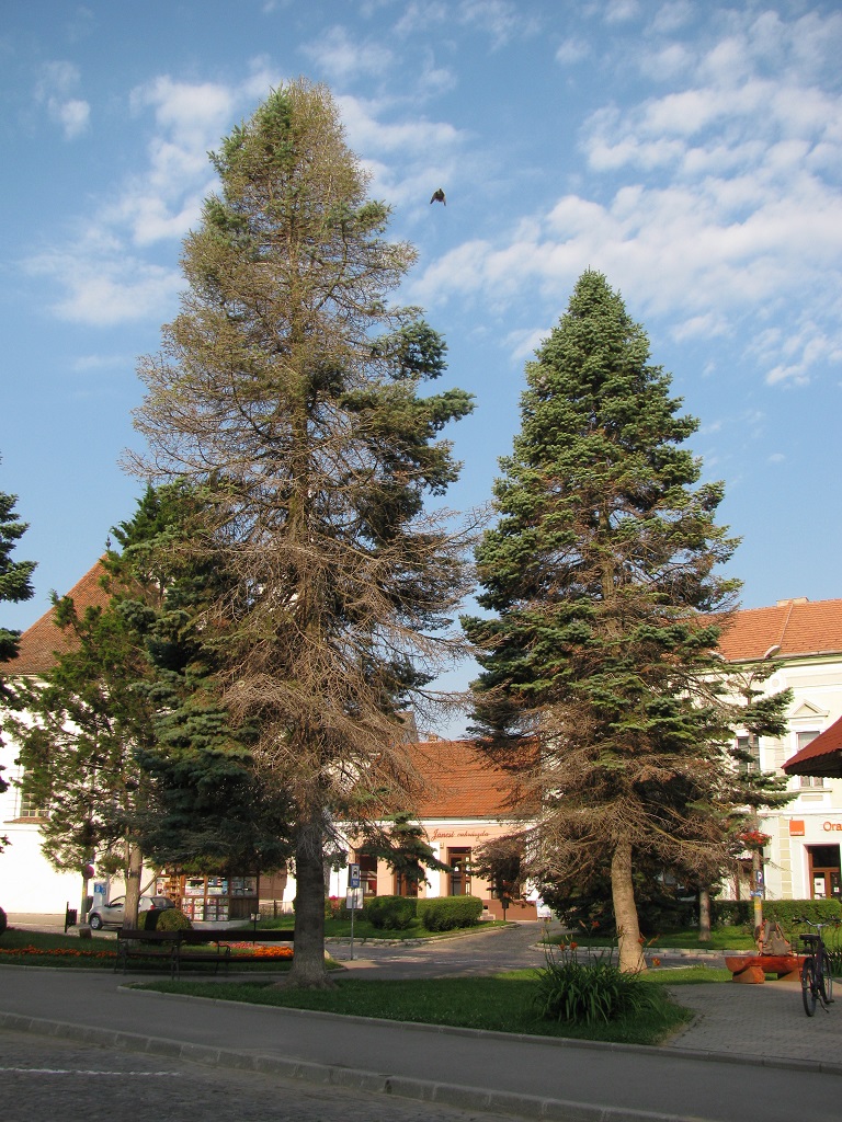 Parkfiatalítás a főtéren