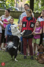 Gyerkocnapok szerda delutan20160601_tofi_041_tn